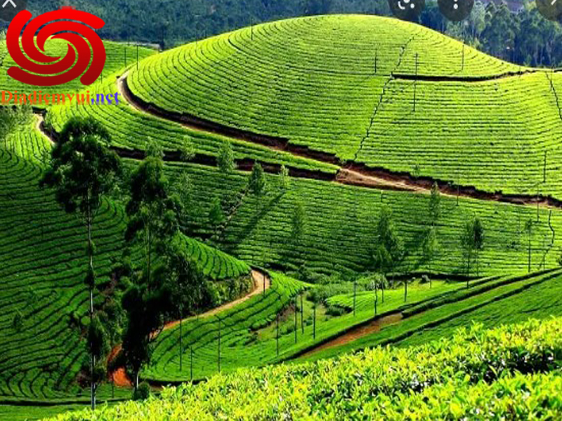 Du lịch Đồi chè Tân Cương