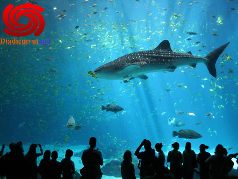 Tham quan thế giới sinh vật biển Viện Hải Dương Học Nha Trang