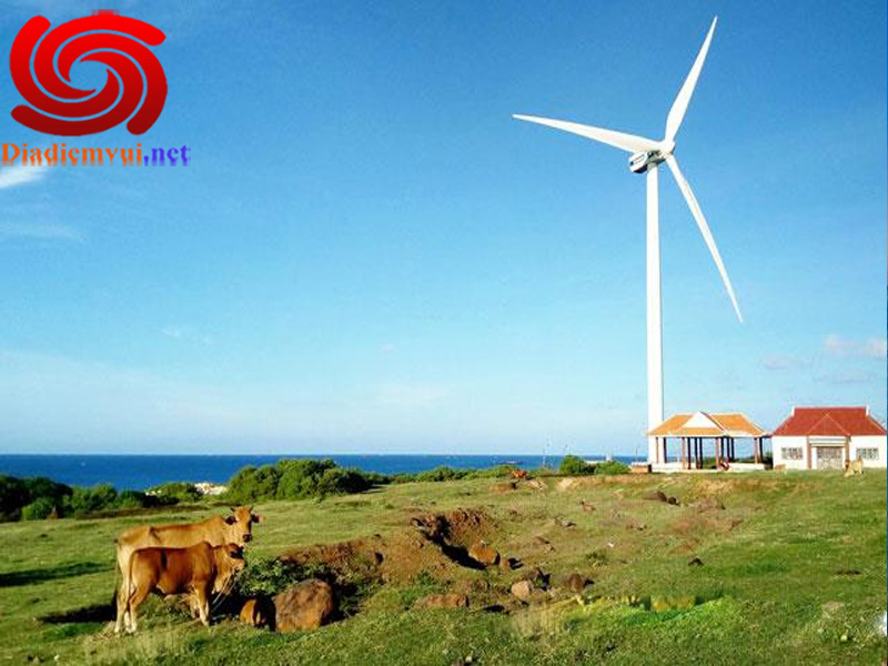 Cánh đồng quạt gió Bình Thuận thiên nhiên tươi đẹp 