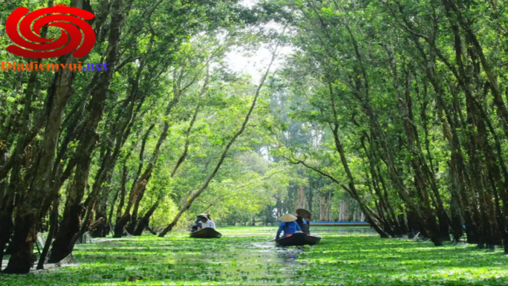 Đặc điểm của Rừng Tràm Trà Sư An Giang