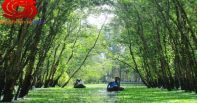 Đặc điểm của Rừng Tràm Trà Sư An Giang