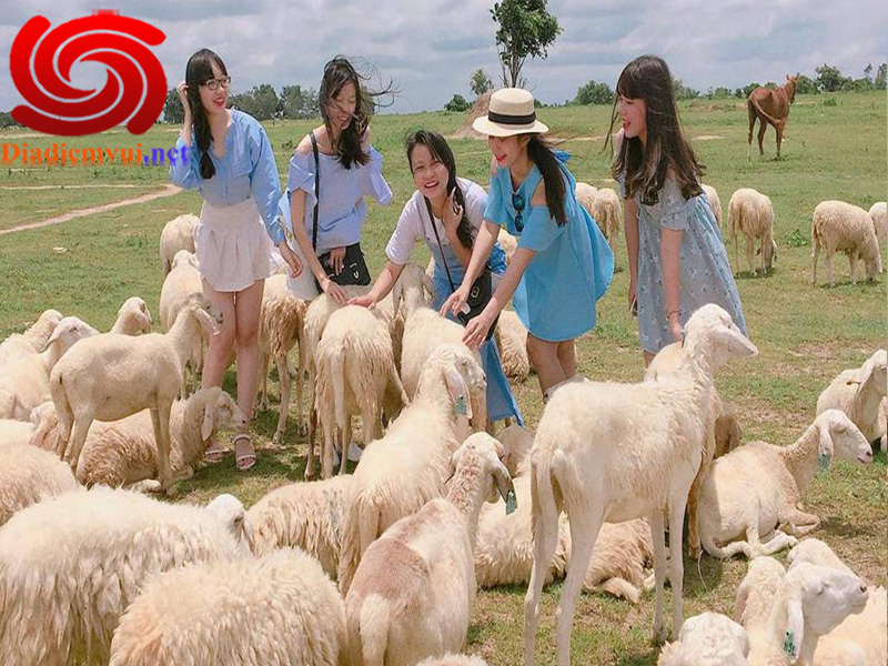 Nhiều địa điểm du lịch hấp dẫn gần Đồng Cừu Suối Nghệ